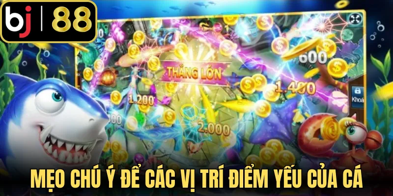 Mẹo chú ý để các vị trí điểm yếu của cá