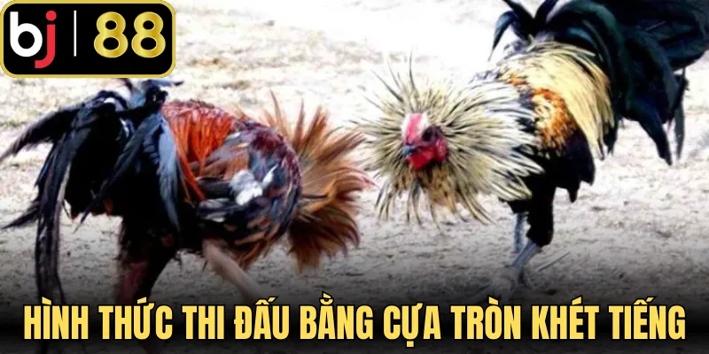 Hình thức thi đấu bằng cựa tròn khét tiếng