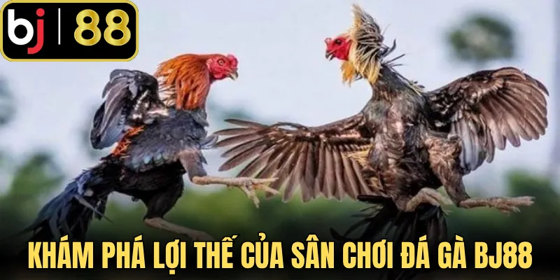 Khám phá lợi thế của sân chơi đá gà BJ88