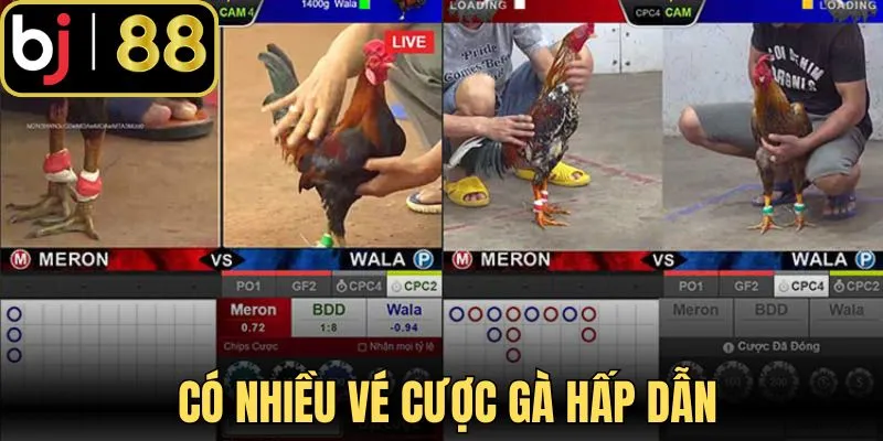 Có nhiều vé cược gà hấp dẫn