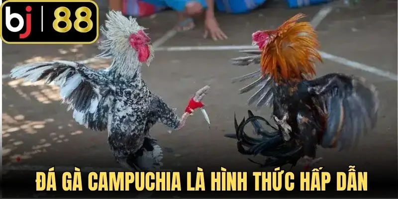 Đá gà Campuchia là hình thức hấp dẫn