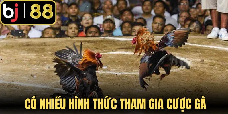 Có nhiều hình thức tham gia cược gà