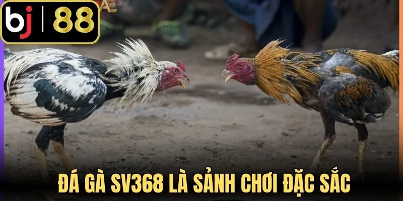 Đá gà SV368 là sảnh chơi đặc sắc