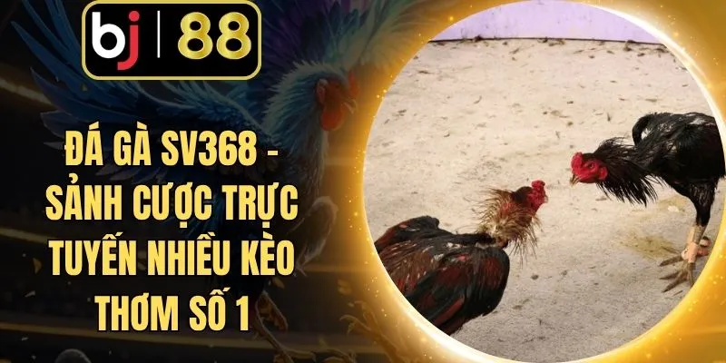 Đá Gà SV368 - Sảnh Cược Trực Tuyến Nhiều Kèo Thơm Số 1