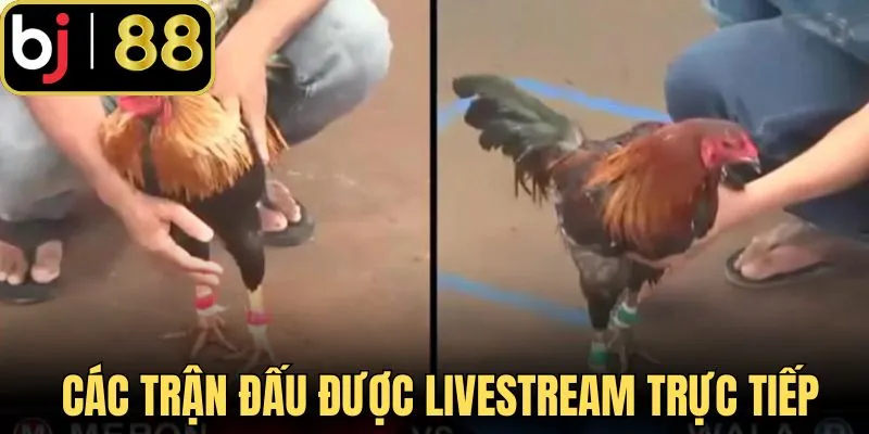 Các trận đấu được livestream trực tiếp