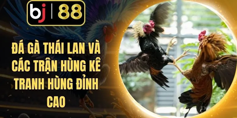 Đá Gà Thái Lan Và Các Trận Hùng Kê Tranh Hùng Đỉnh Cao